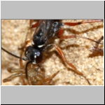 Agenioideus cinctellus - Wegwespe mit Spinne 02c - Sandgrube Niedringhaussee.jpg